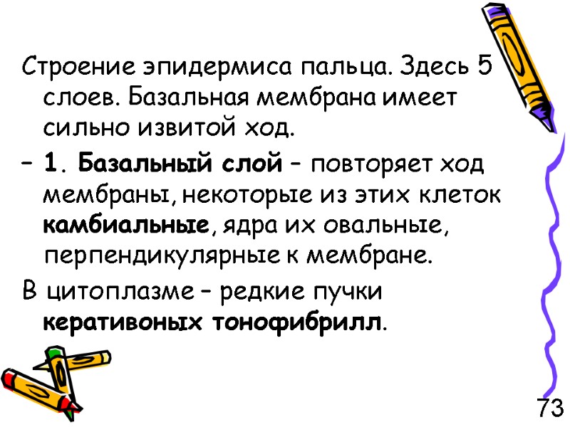 Строение эпидермиса пальца. Здесь 5 слоев. Базальная мембрана имеет сильно извитой ход. – 1.